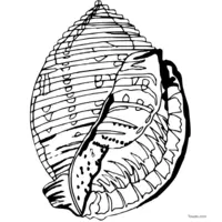 Seashell printable coloring page