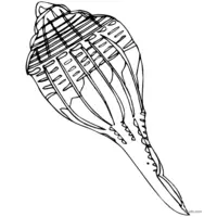 Seashell to print and color