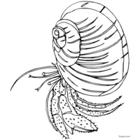 Seashell coloring page