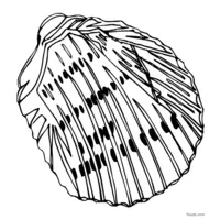 Printable seashell to color