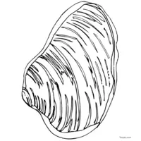 Color this seashell