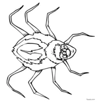 Spider to color coloring page