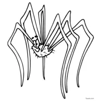 Spider with long legs coloring page