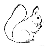 squirrel image to print then color