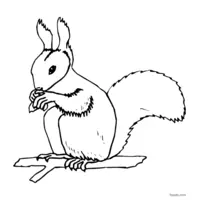 free squirrel drawing to print