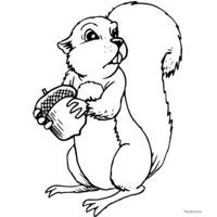 squirrel drawing to print and color