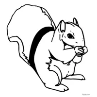 black and white squirrel coloring