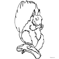 squirrel coloring page for printing