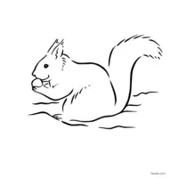 squirrel black and white image free