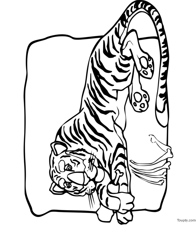 tiger Page 1