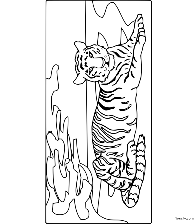 tiger Page 5