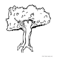 Tree coloring N°12