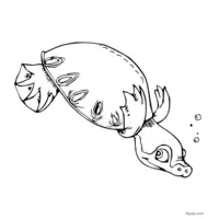 Webbed feet turtle coloring page