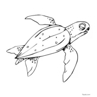 Sea turtle coloring page