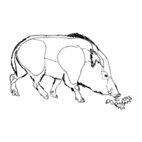 Printable wild boar coloring page 18