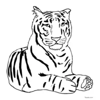 resting tiger coloring page