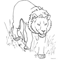 lion walking in the savannah coloring page