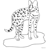 hunting ocelot coloring page