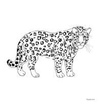 a beautiful jaguar coloring page