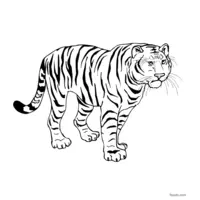 majestic tiger coloring page