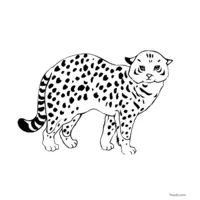 snow leopard cub coloring page